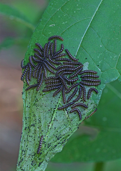 Silvery Checkerspot caterpillars